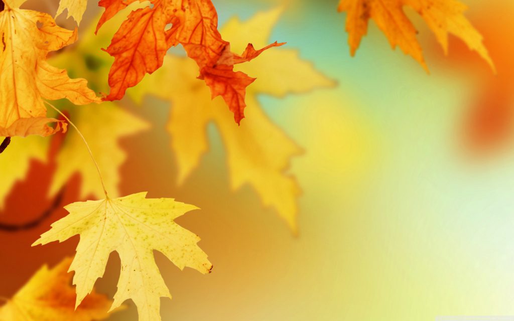[cml_media_alt id='1983']autumn leaves[/cml_media_alt]
